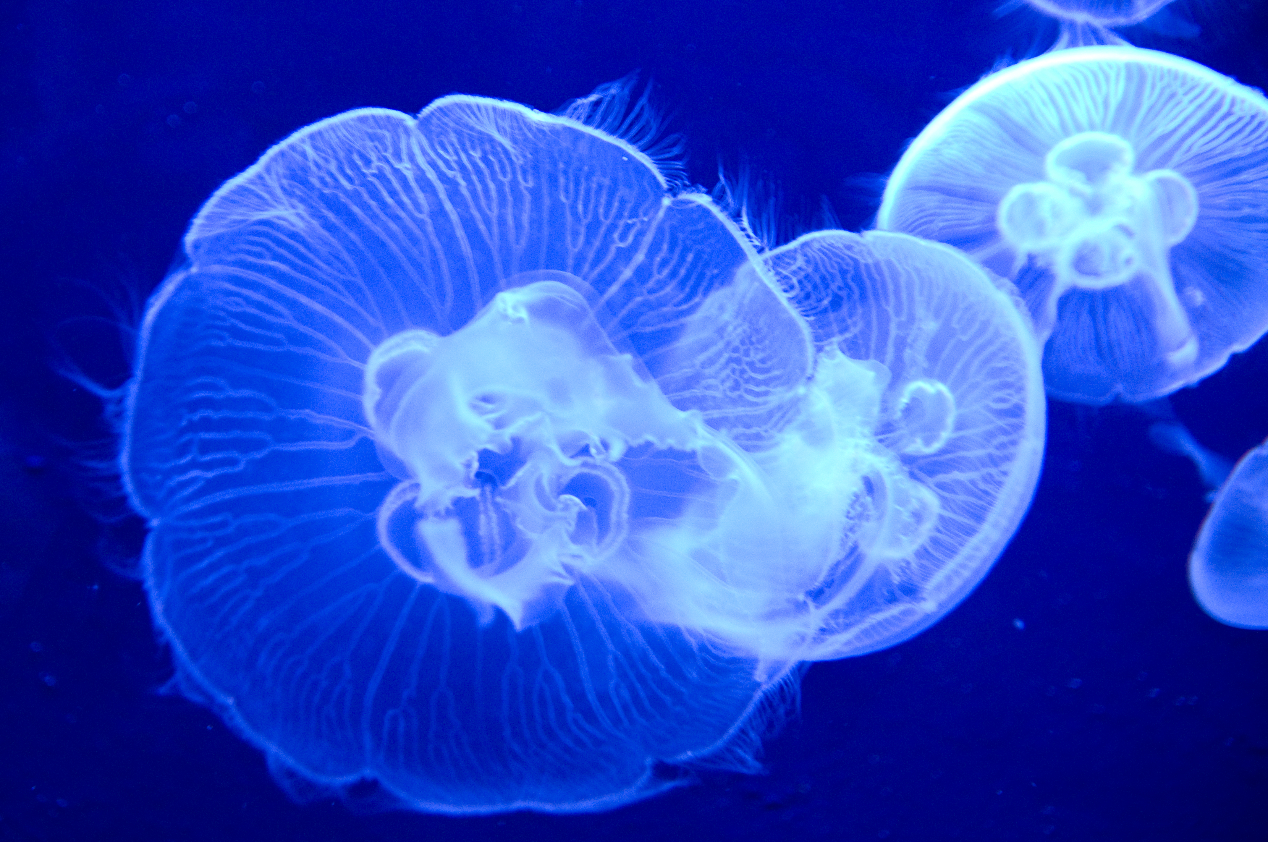 まるでクラゲの親が子供に「こっちにおいで〜」と言っているかのよう。ふわっと開いたカサがお花のようにも見え、華やかな一枚になりました。