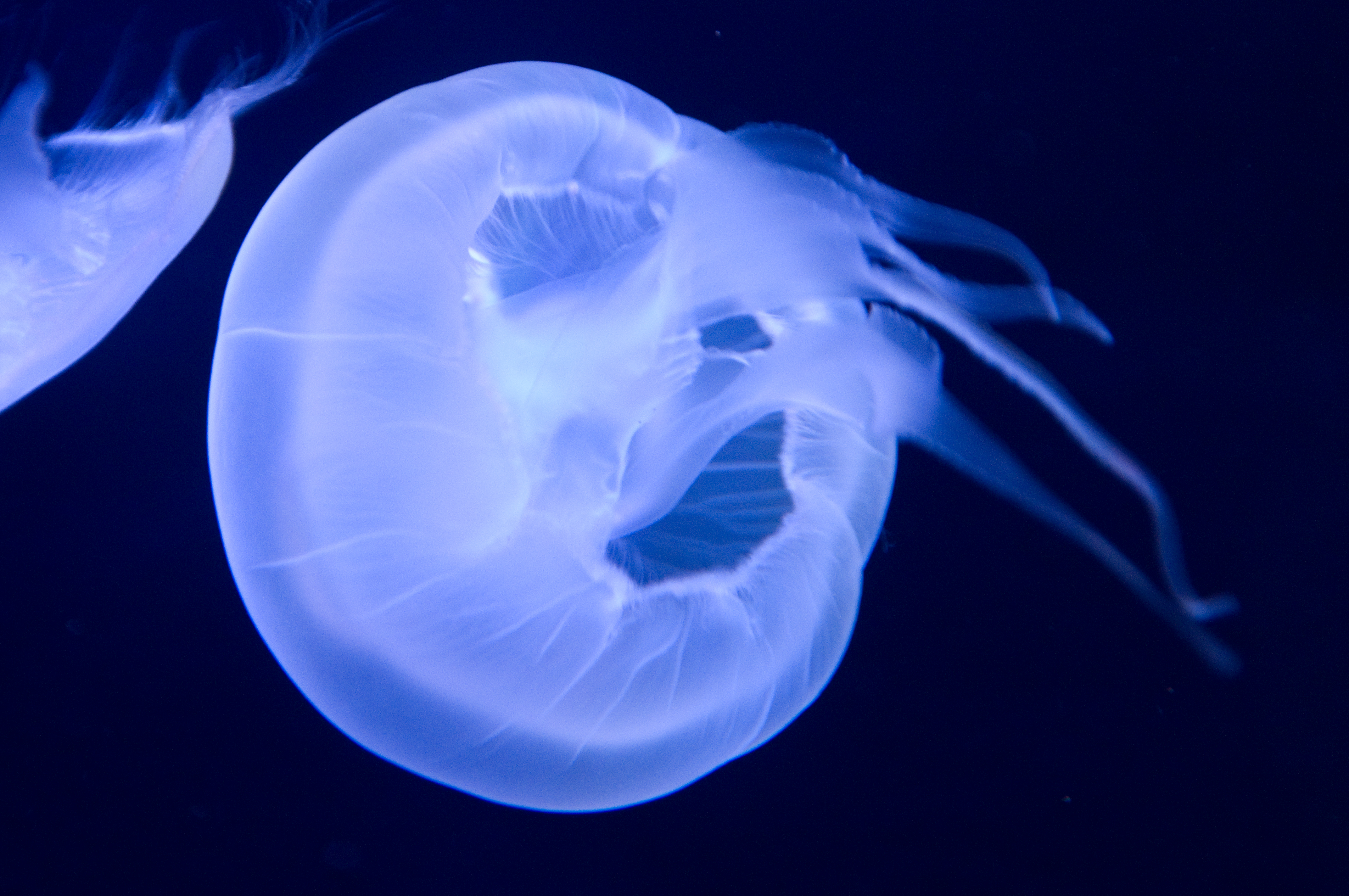 丸まった状態を下から覗くように。気に入ったクラゲがいたら上下左右どっちを向いていてもシャッターを押してしまいましょう。真っ直ぐがイイ写真とは限りません！