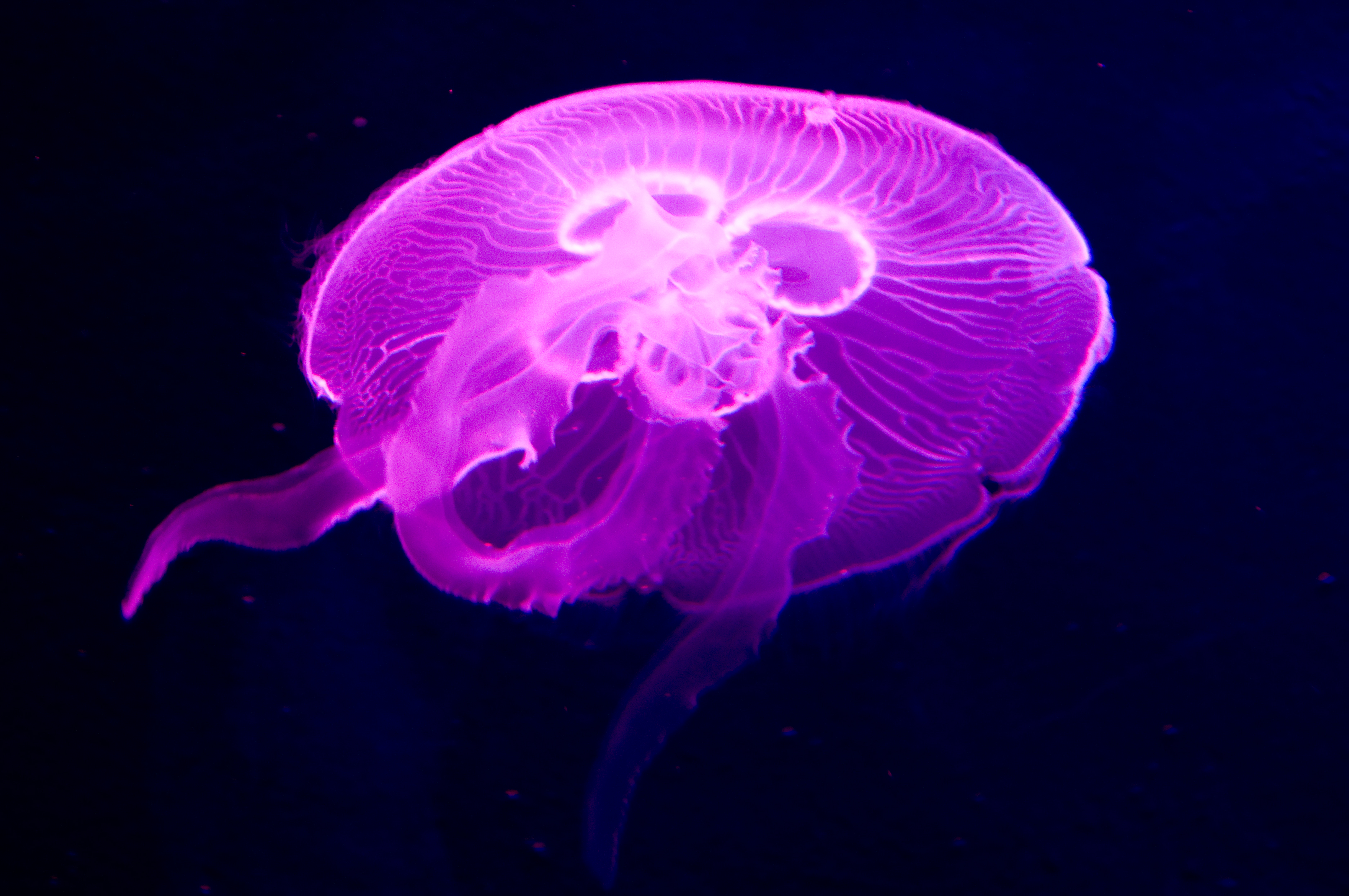 水槽の照明がピンク色に変わるとクラゲはその色を体全体で映してくれました。シャッターチャンスを逃さないように！