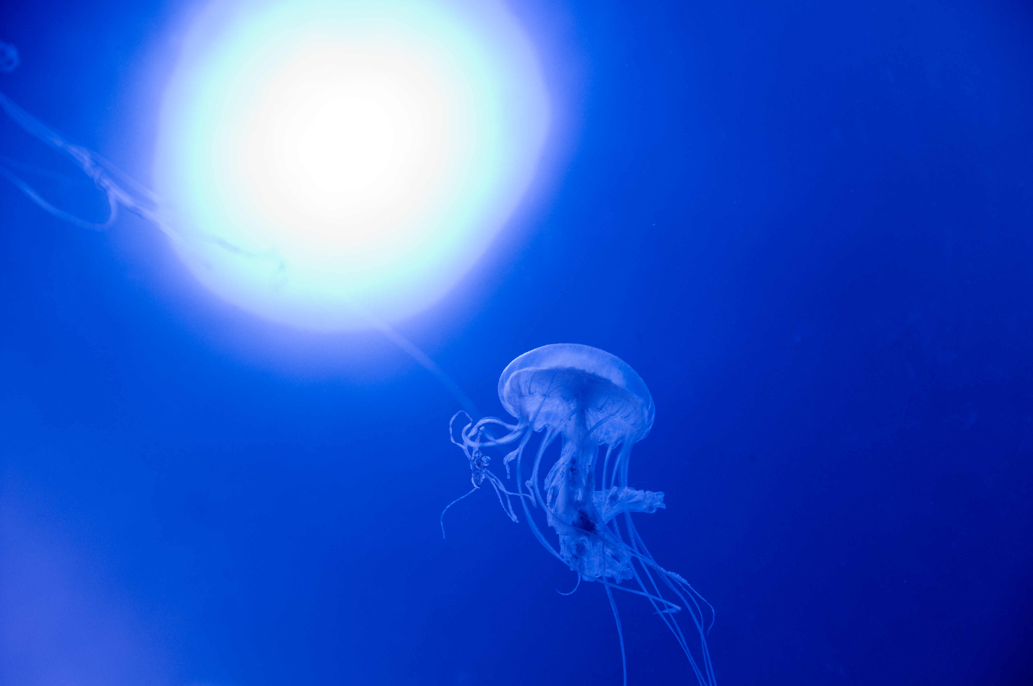 月明かりに照らされて空中を浮遊するクラゲ。このように、クラゲゾーンだけでも色々工夫を凝らした水槽があるので撮っていても飽きません。