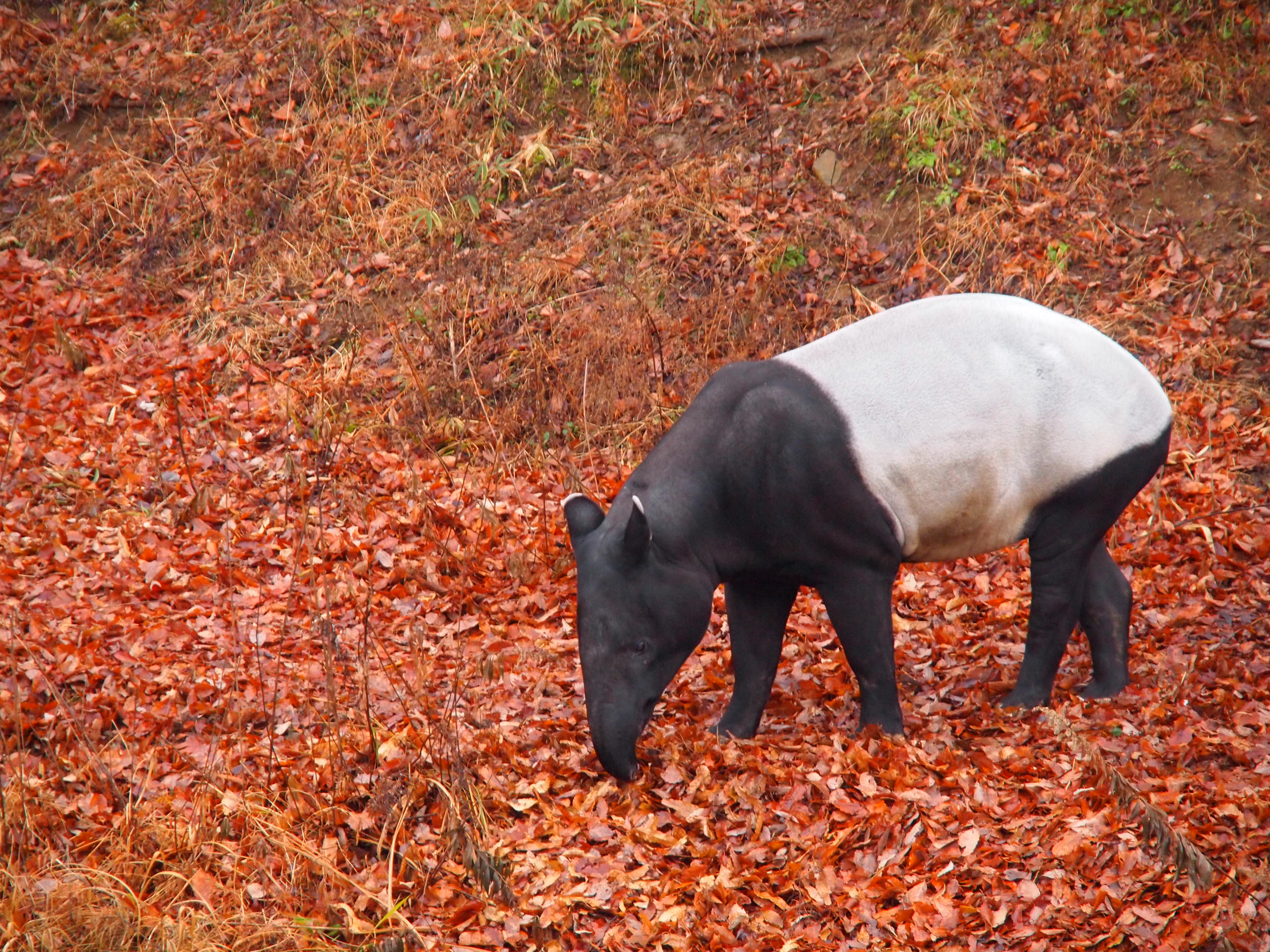ズームでここまで寄ることができました（撮影：葉月さくら）