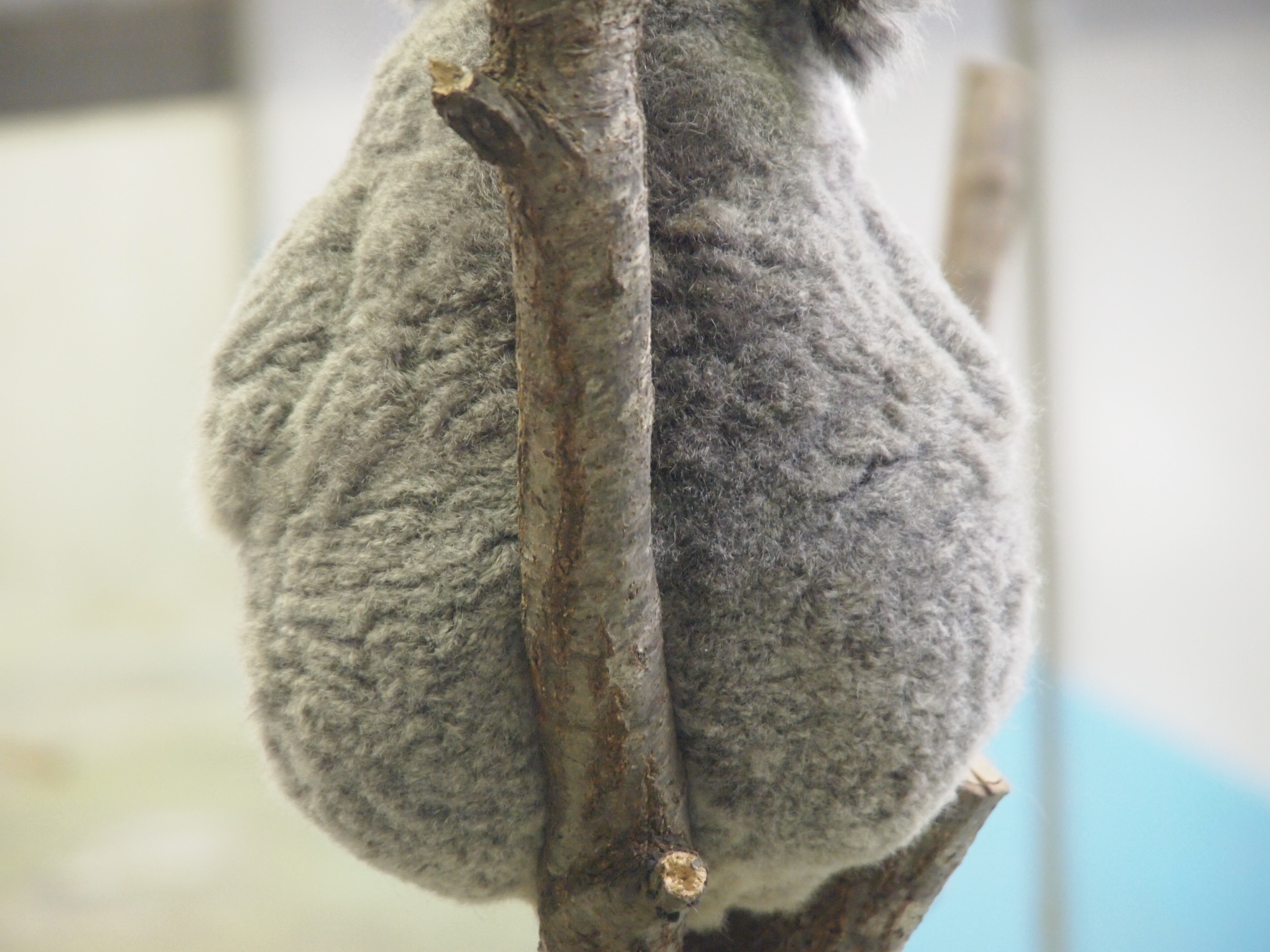 撮影：葉月さくら