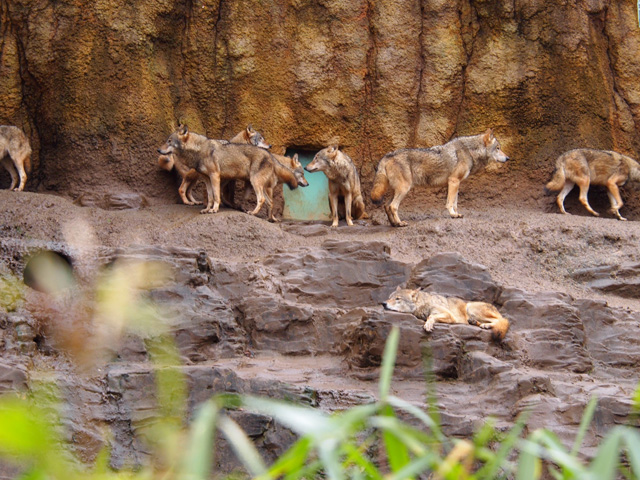 オオカミは群れで行動する動物なんですよね（でも1匹だけ寝てる……）