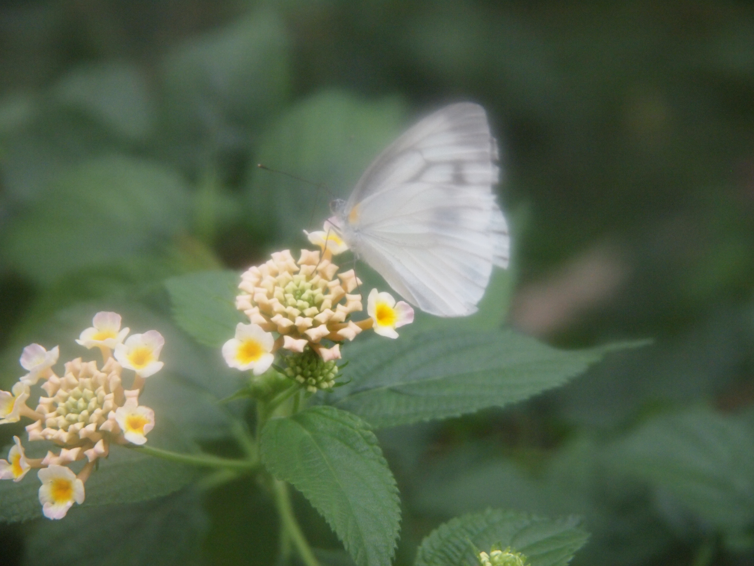 レンズの曇りがちょっと面白い効果に？(撮影：葉月さくら)