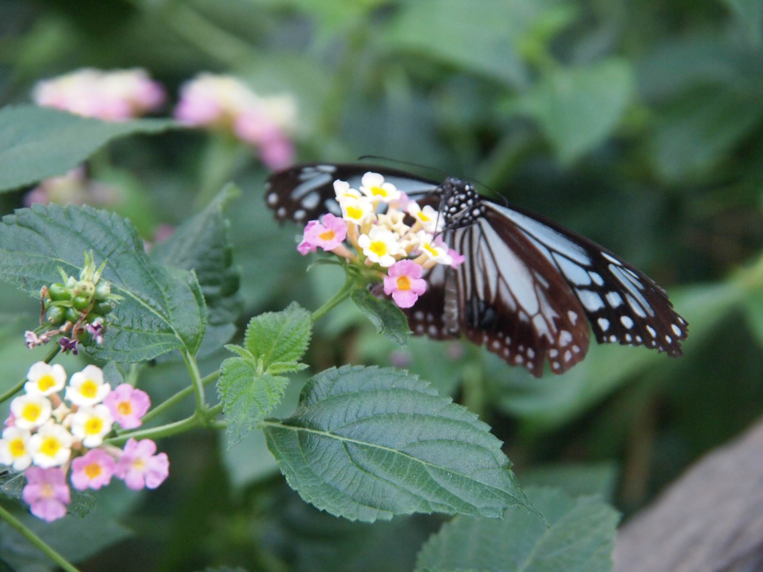 撮影：葉月さくら