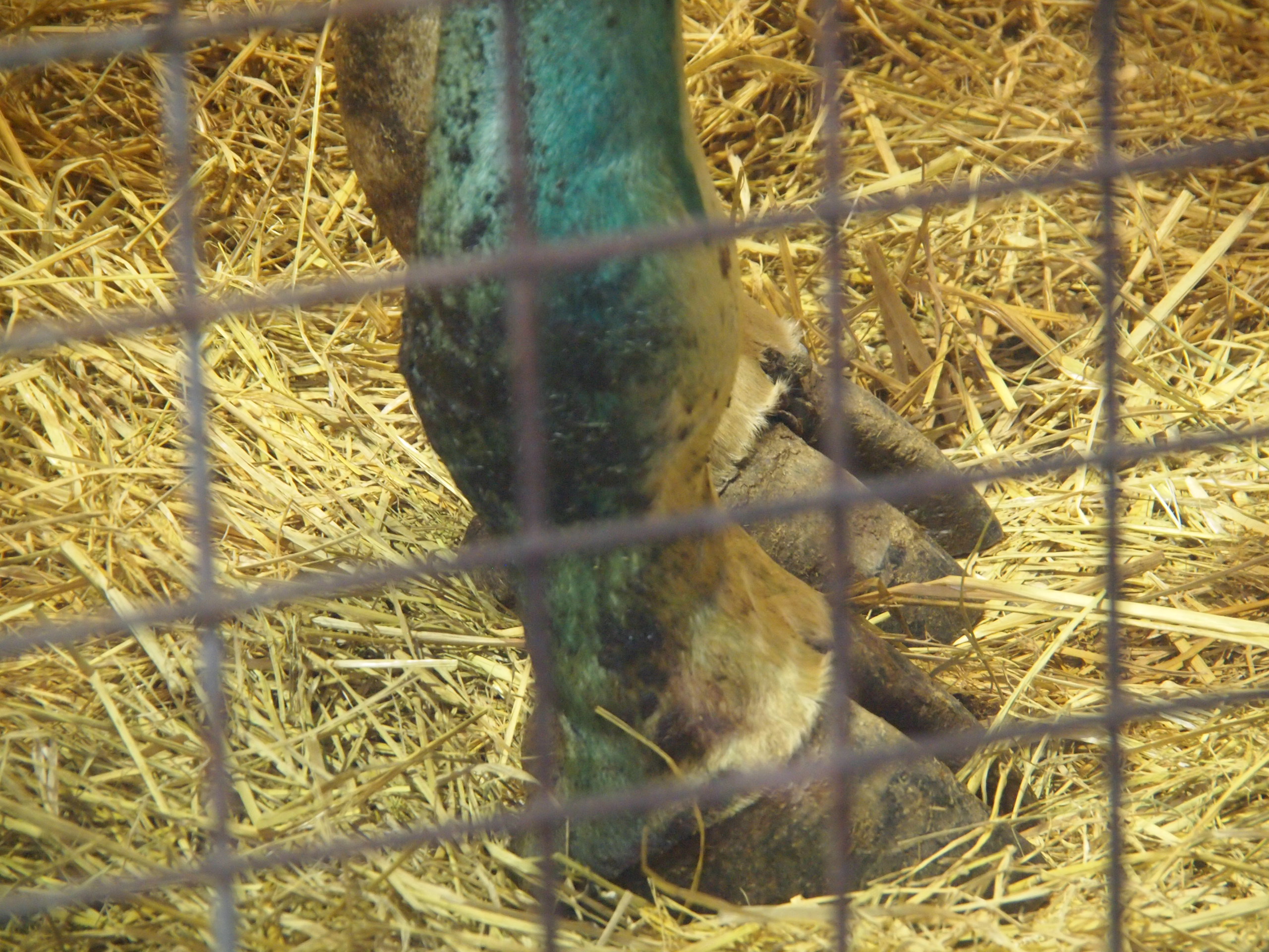 (撮影：葉月さくら)なぜかキリンの足…