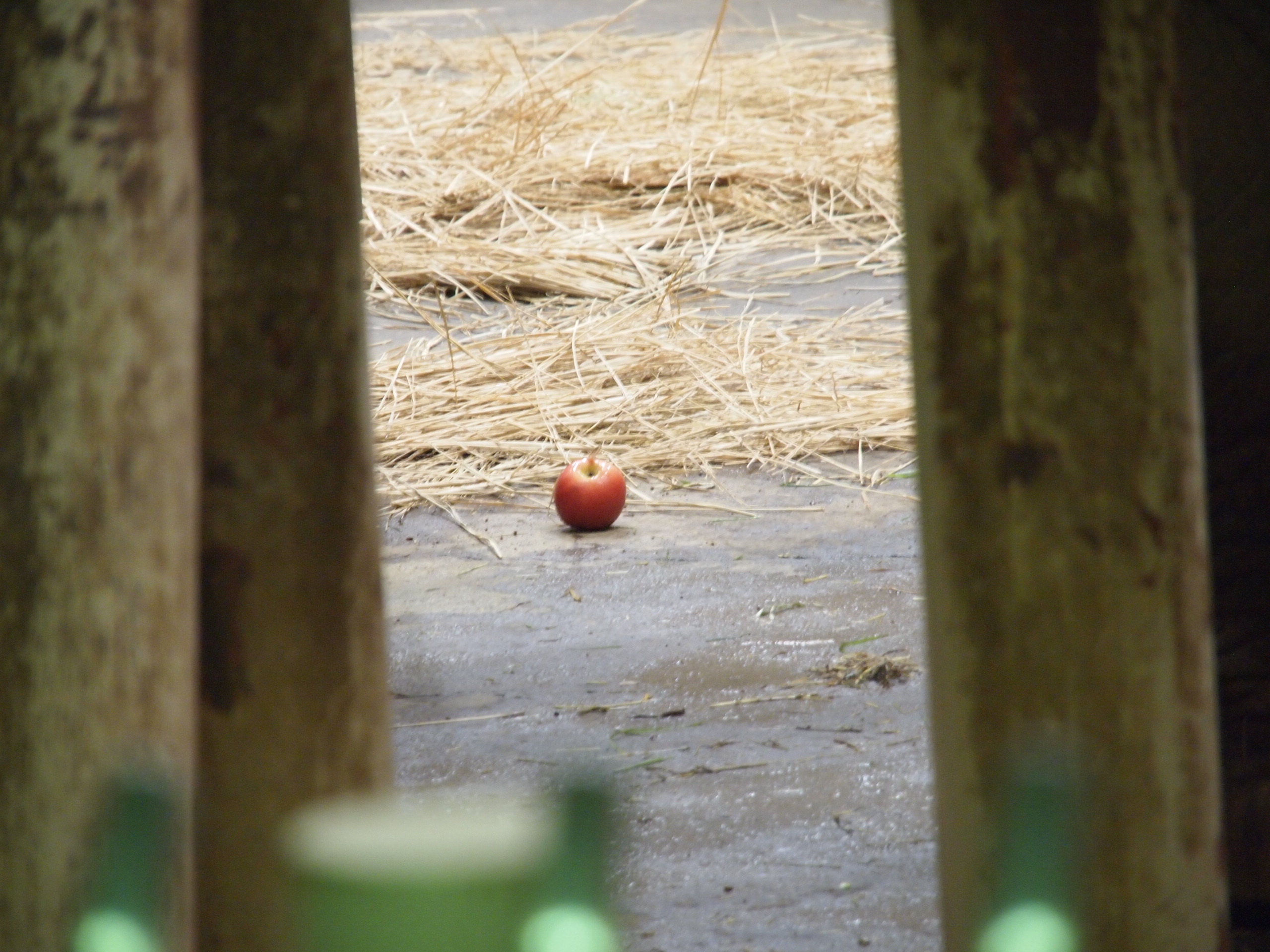 撮影：葉月さくら
