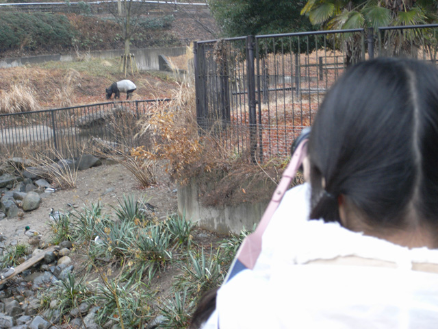 さくらさん、はじめての望遠レンズ。マレーバクをねらいうち！