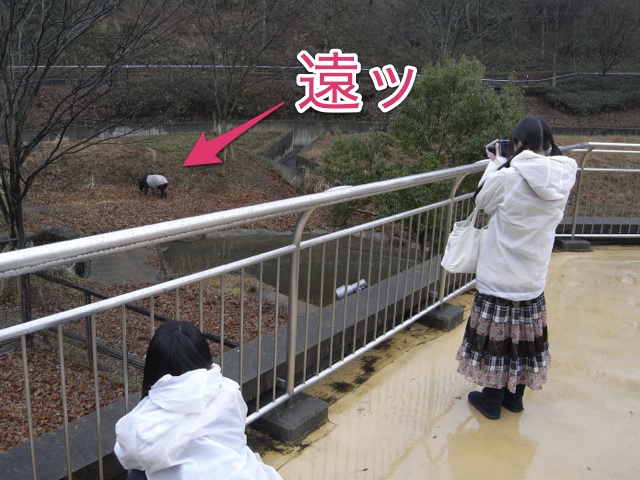 マレーバク、ちょっと遠い……