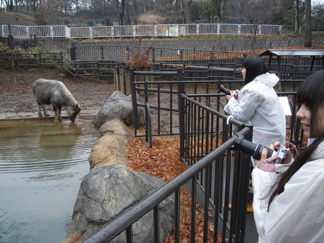 黙々と水を飲んでいる水牛