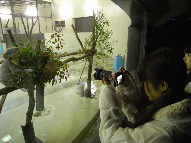 コアラとのあいだにあるガラスに四苦八苦しつつも撮影！