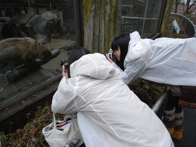 ガラス越しに寄ってきたコモンウォンバットにズームイン！