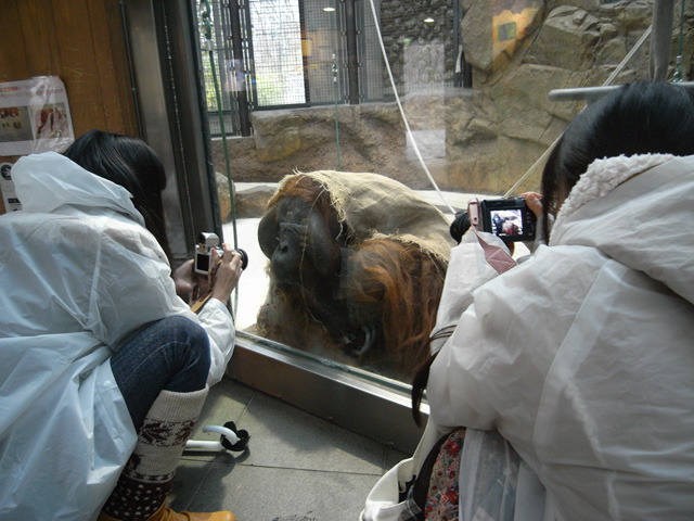 物怖じするどころか、ガラスごしにこちらをまじまじと見つめ返すオランウータン氏