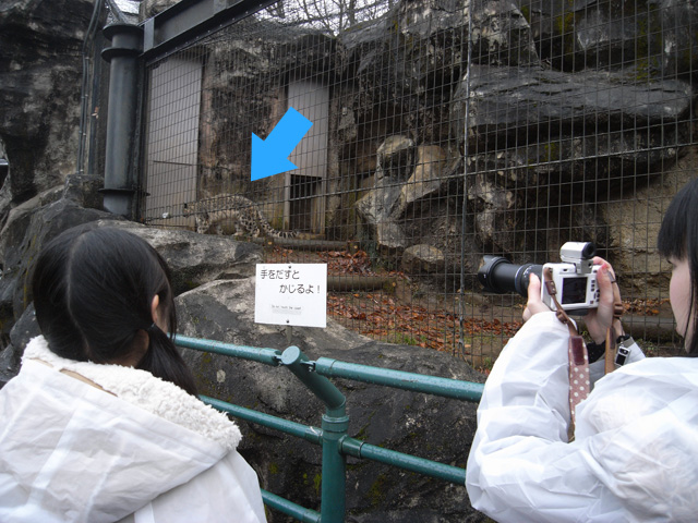 どんどん遠くへ行ってしまうユキヒョウ……