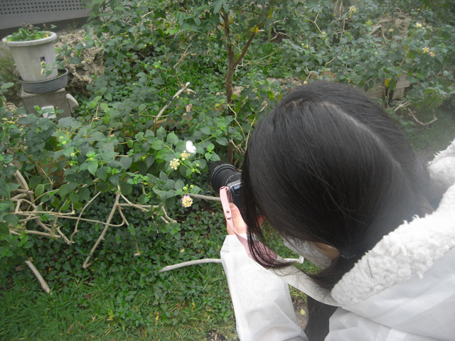 一心不乱に蝶を撮る……