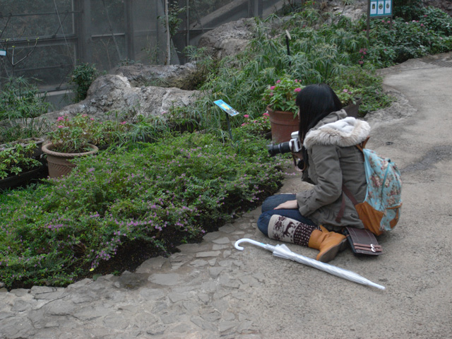 一心不乱に蝶を撮る……