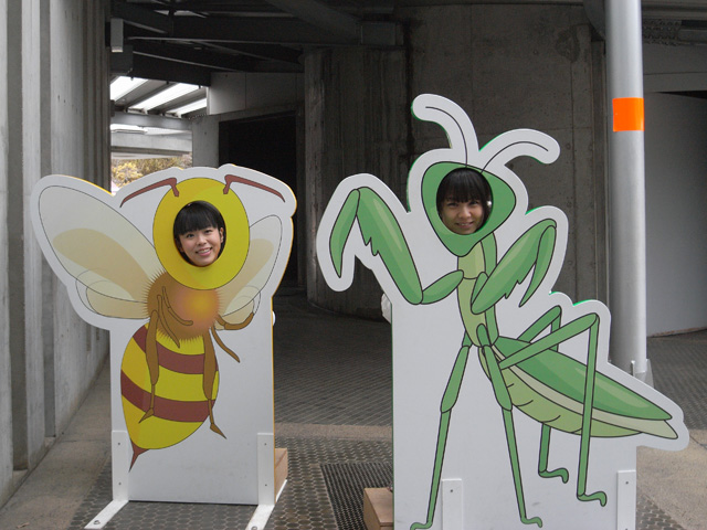 タカミヤバチとハヅキカマキリのツーショット！