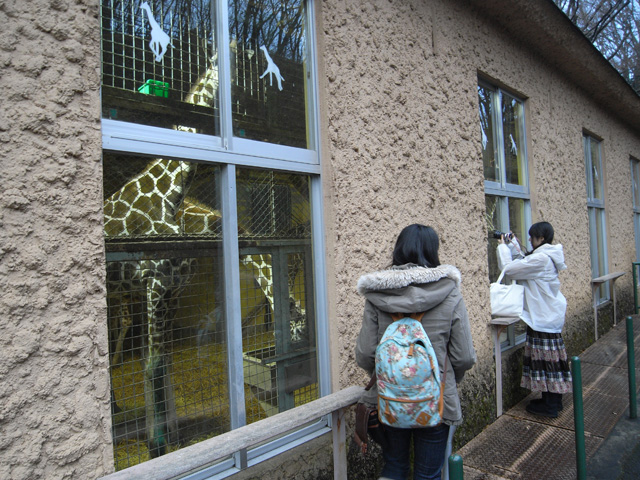 建物に入ったキリンを目撃！ これはこれでレアな光景？