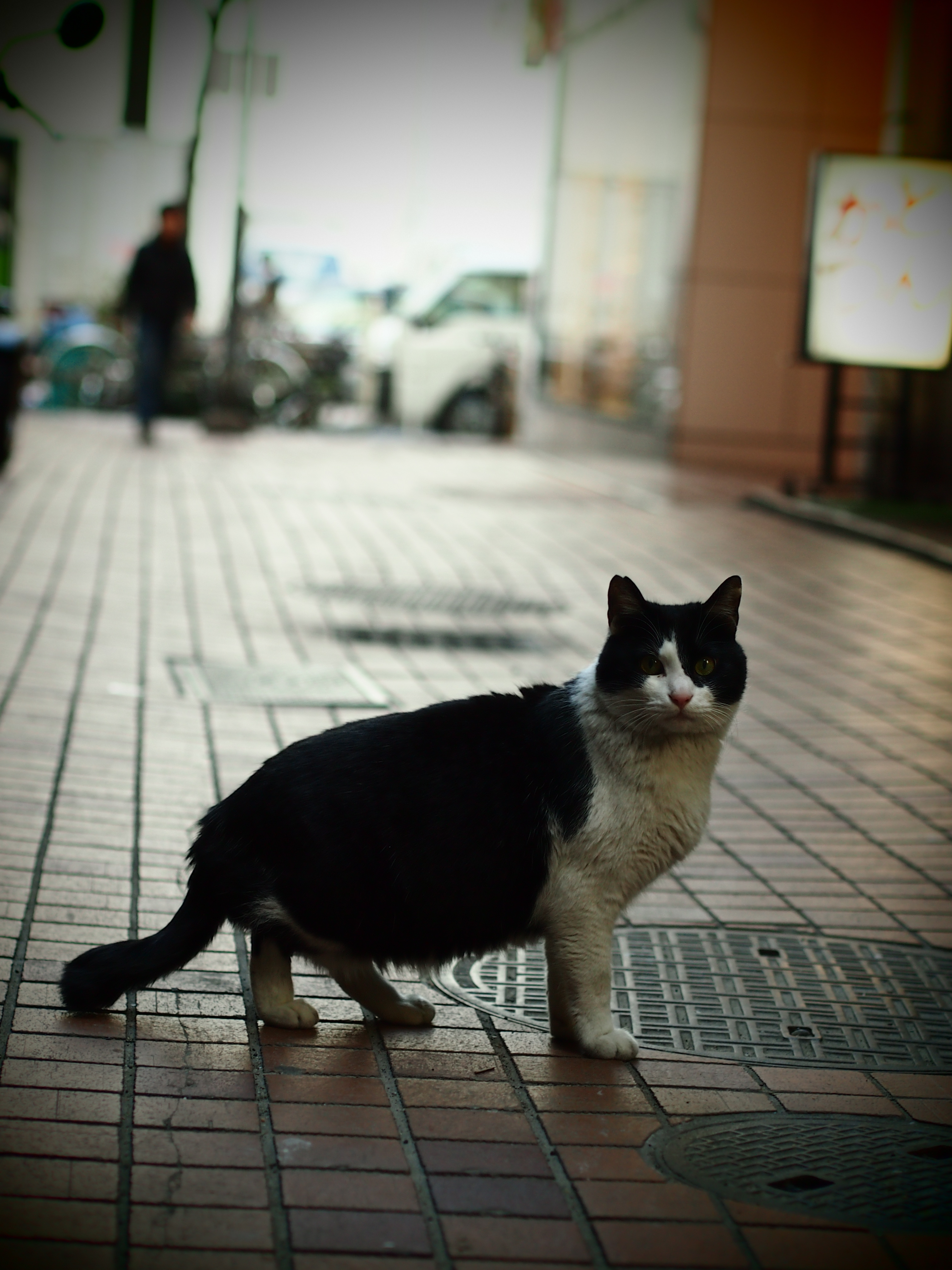 E-PM1 / 1/100 秒 / 絞り優先 / F2.2 / 0.00EV / ISO250 / WB:自動 / 45mm