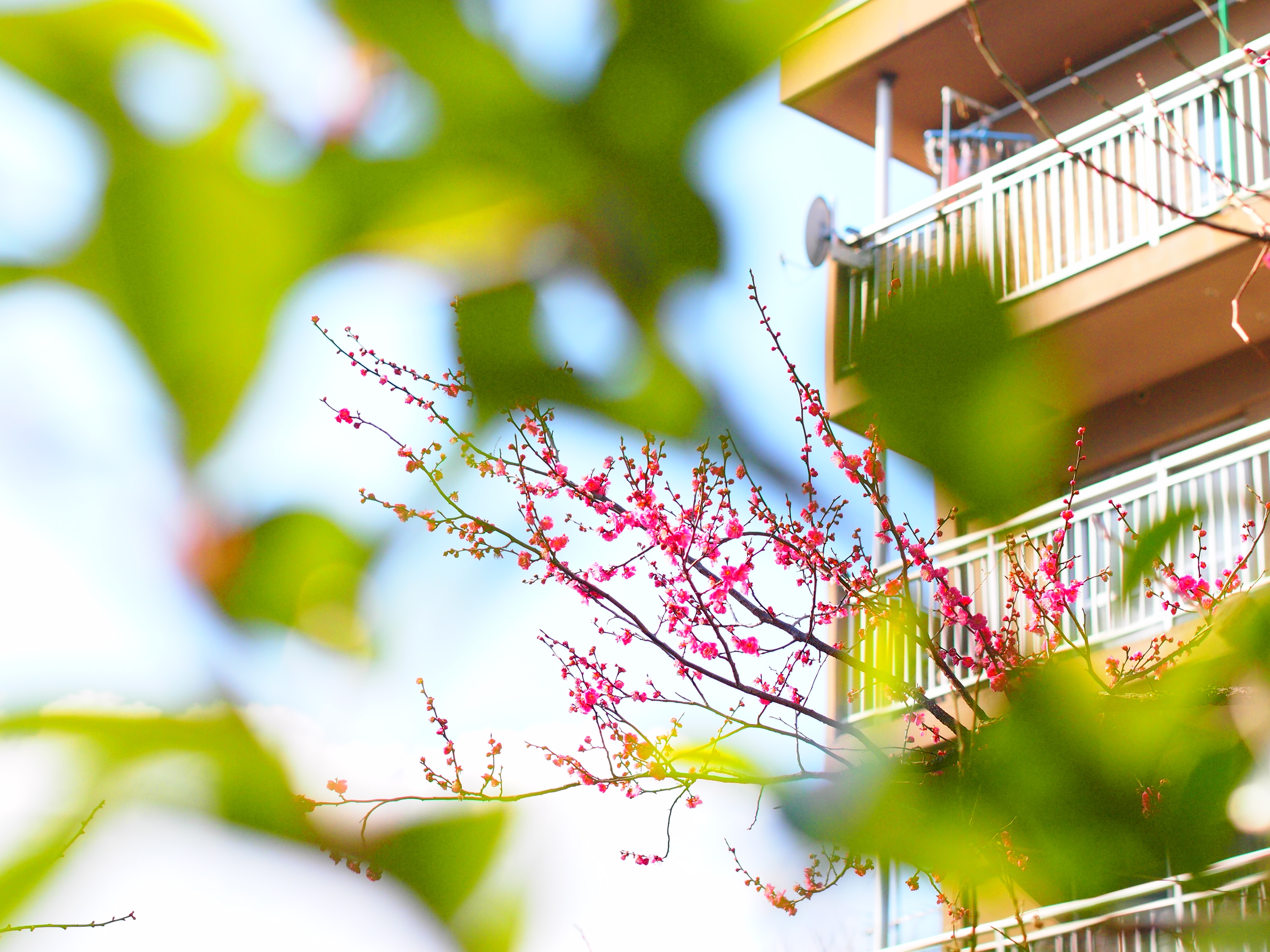 E-PM1 / 1/1600 秒 / 絞り優先 / F3.5 / 0.70EV / ISO200 / WB:自動 / 45mm