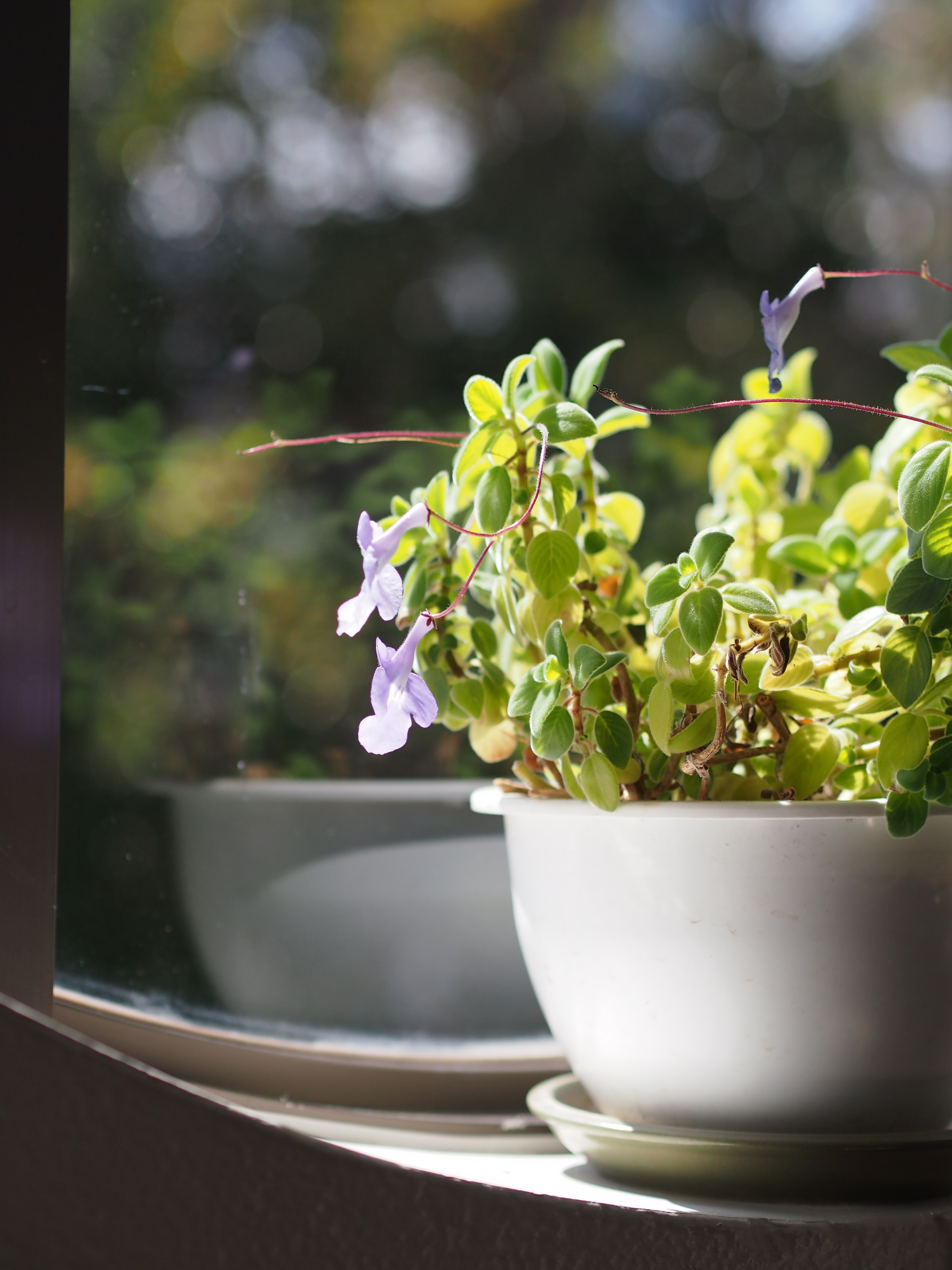 E-PM1 / 1/2000 秒 / 絞り優先 / F2.2 / 0.30EV / ISO200 / WB:自動 / 45mm