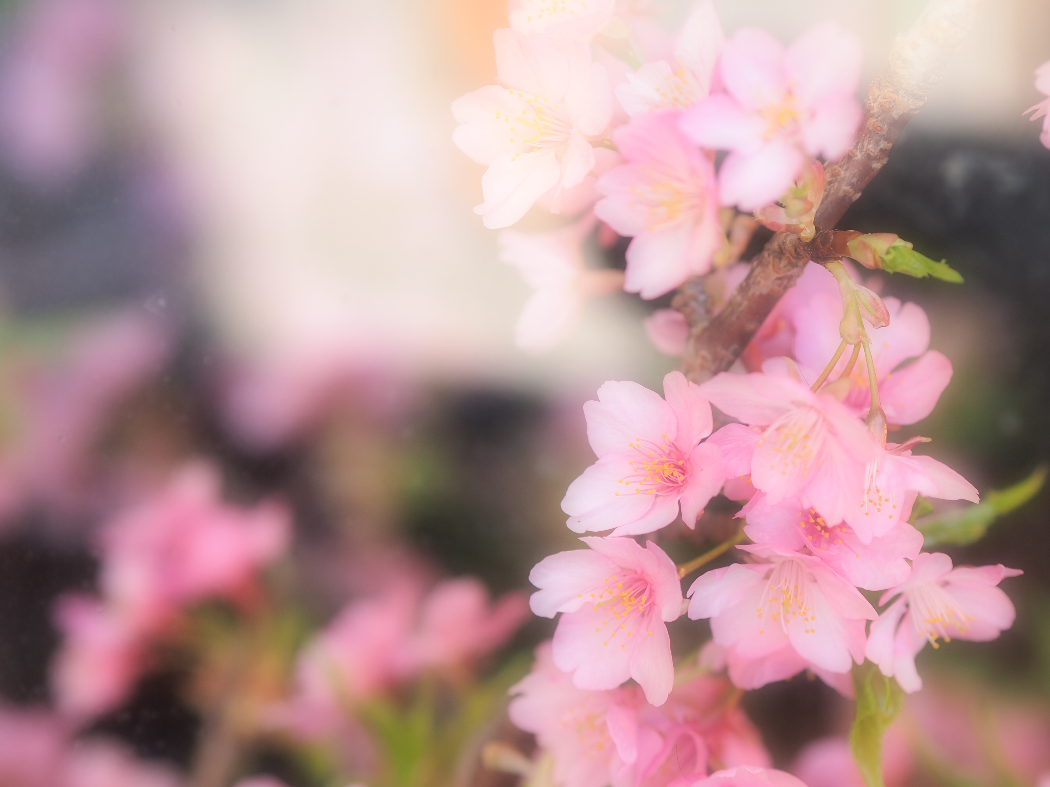 E-PM1 / 1/200 秒 / 絞り優先 / F2.5 / 0.70EV / ISO200 / WB:自動 / 45mm