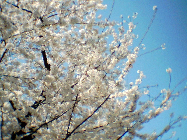 640×480（VGA）で桜を撮ってみた。VGAでは25枚、320×240（QVGA）では100枚まで撮影できる