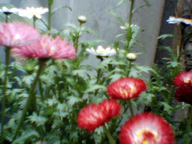 玄関先の花