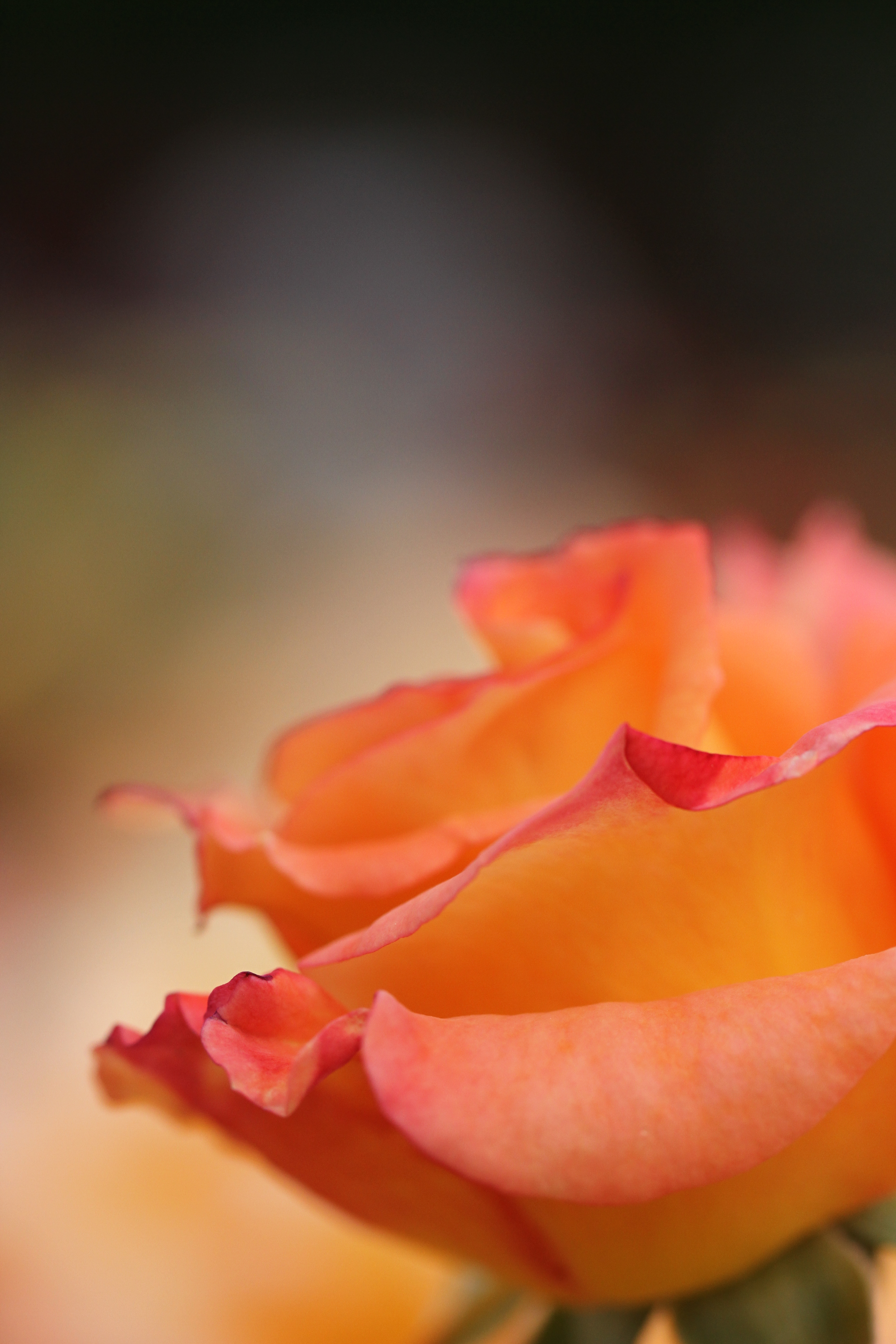 花びらが反り返っている形がかわいらしかったのでピントを一番色が濃い花びらに合わせて、その形がわかるF4まで絞って撮影。