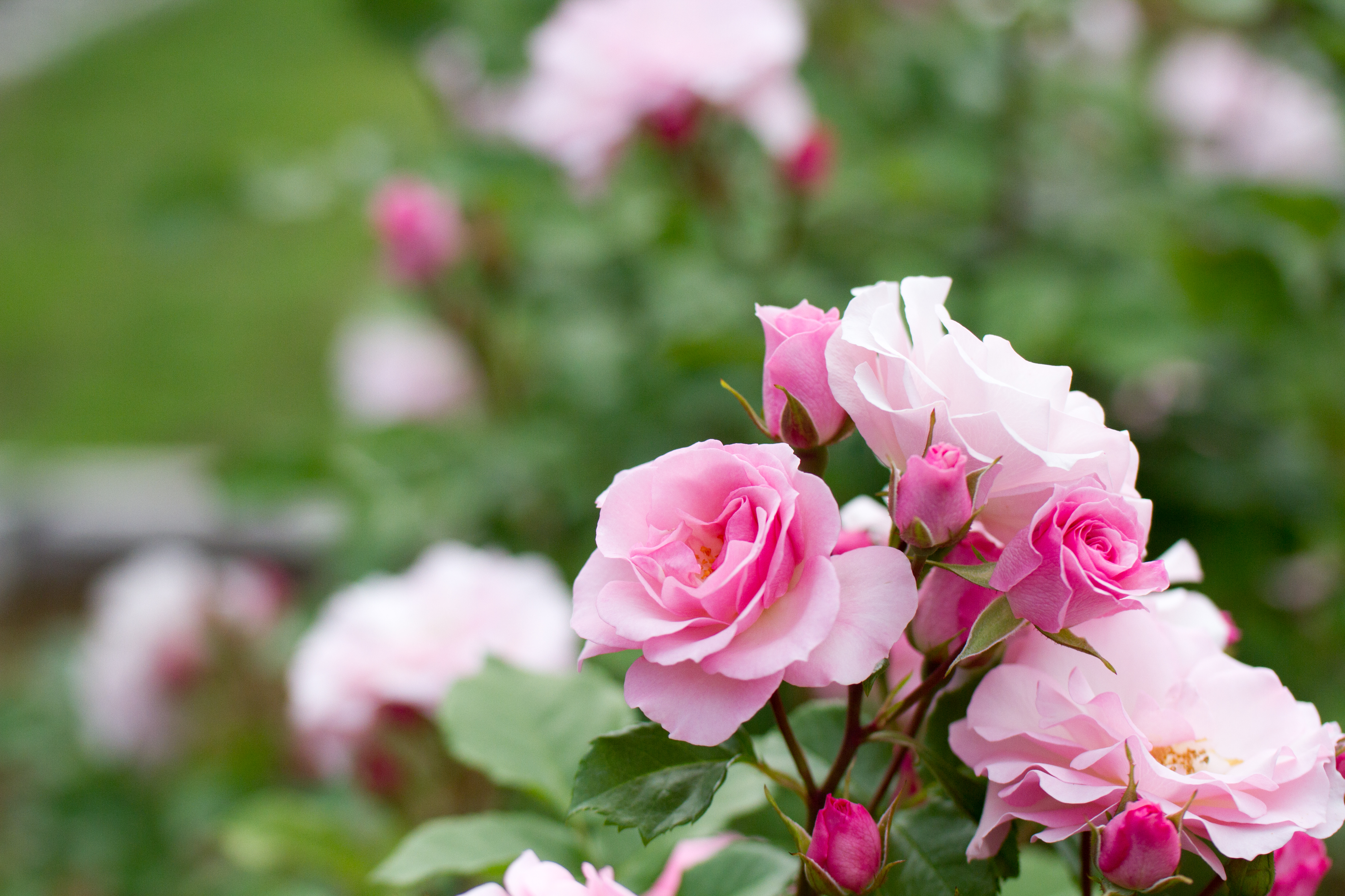 上の写真はこのような状況で撮影しました。連なる花の中からひとつだけ主役を見つけて近付いて撮ってみましょう。