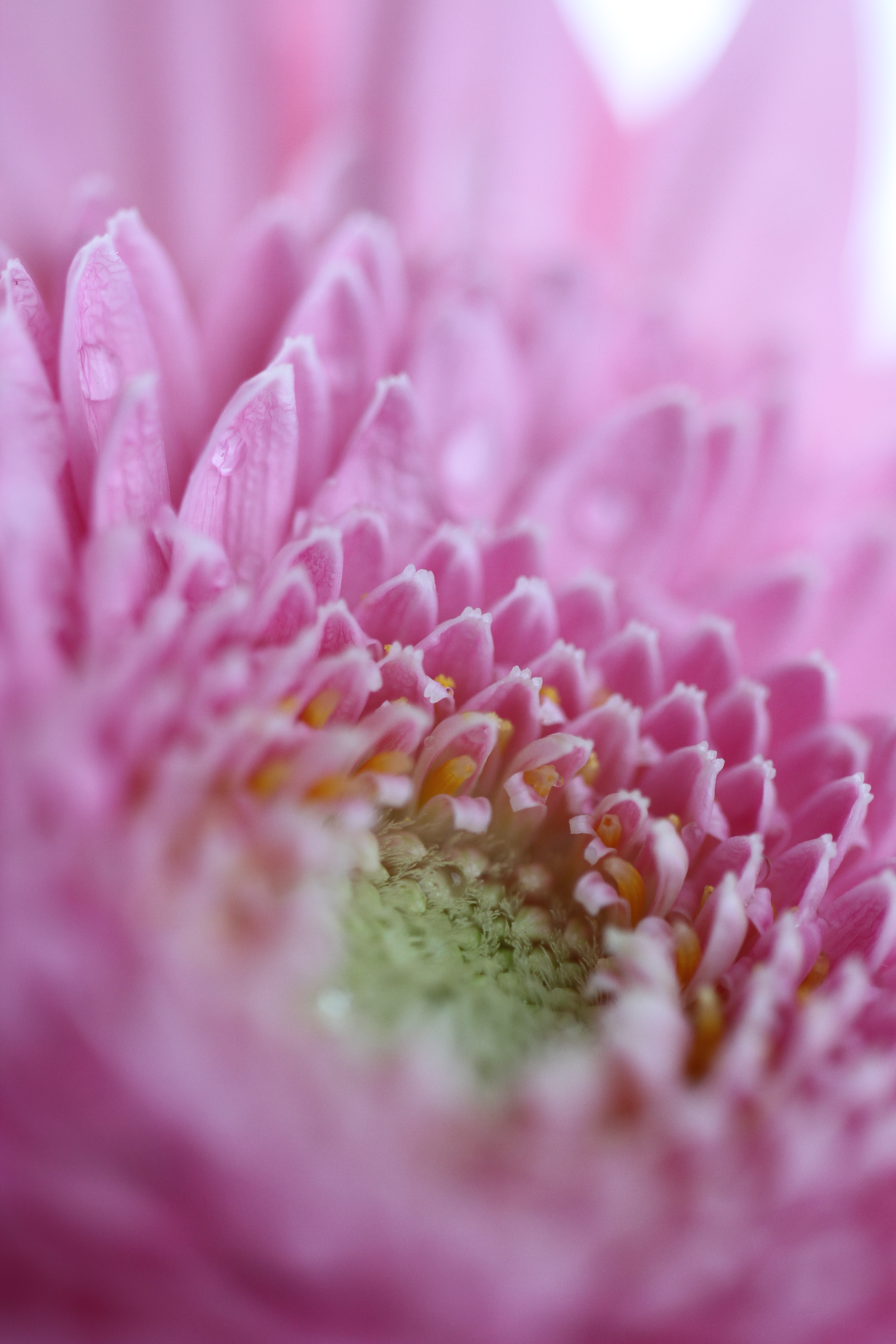 絞りF2.8で撮影。主役とその並びにある花びらの形はしっかりと描かれていますが、手前の花びらはソフトフォーカスをかけたようにふんわりとボケています。