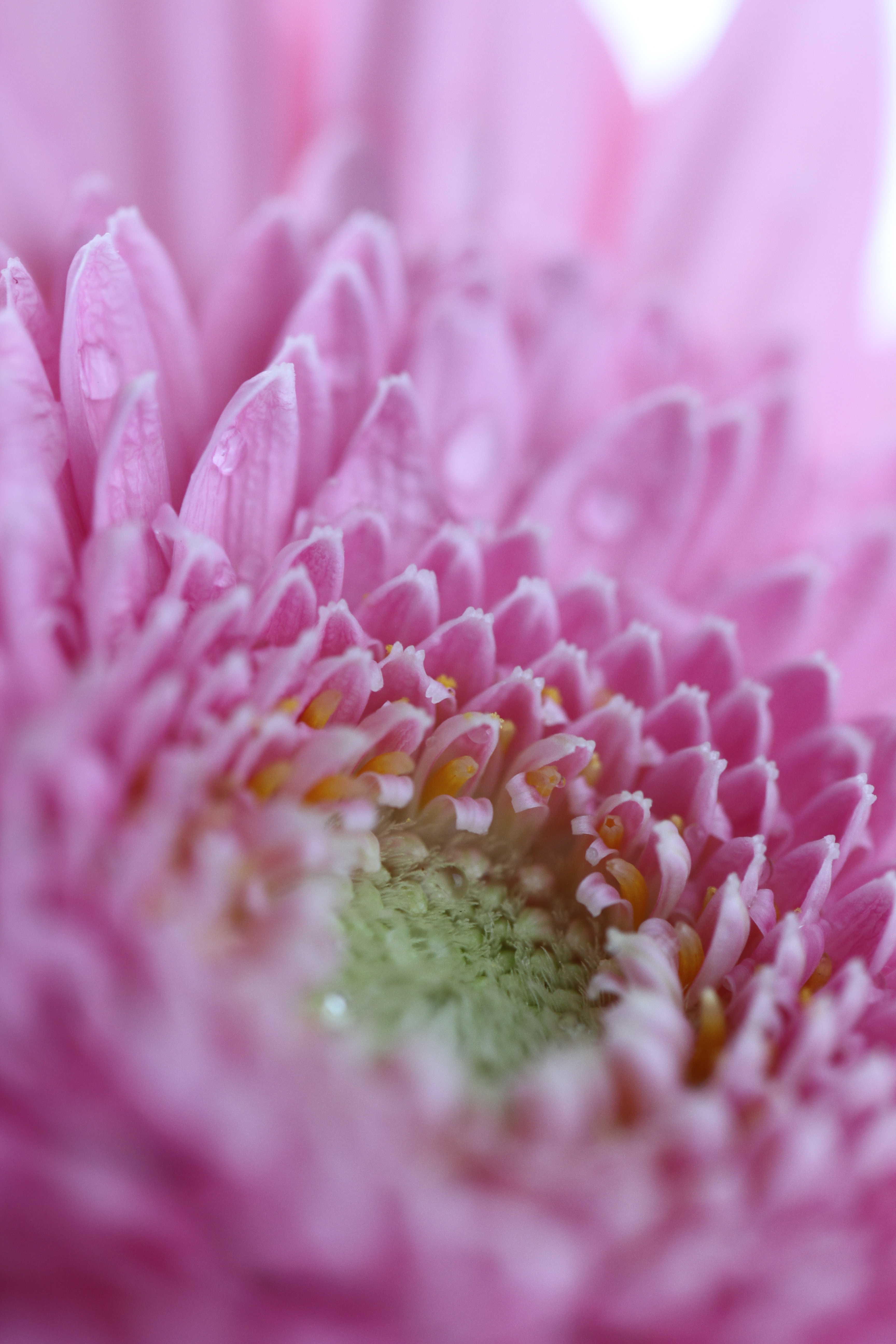 絞りF4で撮影。F2.8ではボケていた手前の花びらの形が、波のようになんとなく見えてきました。