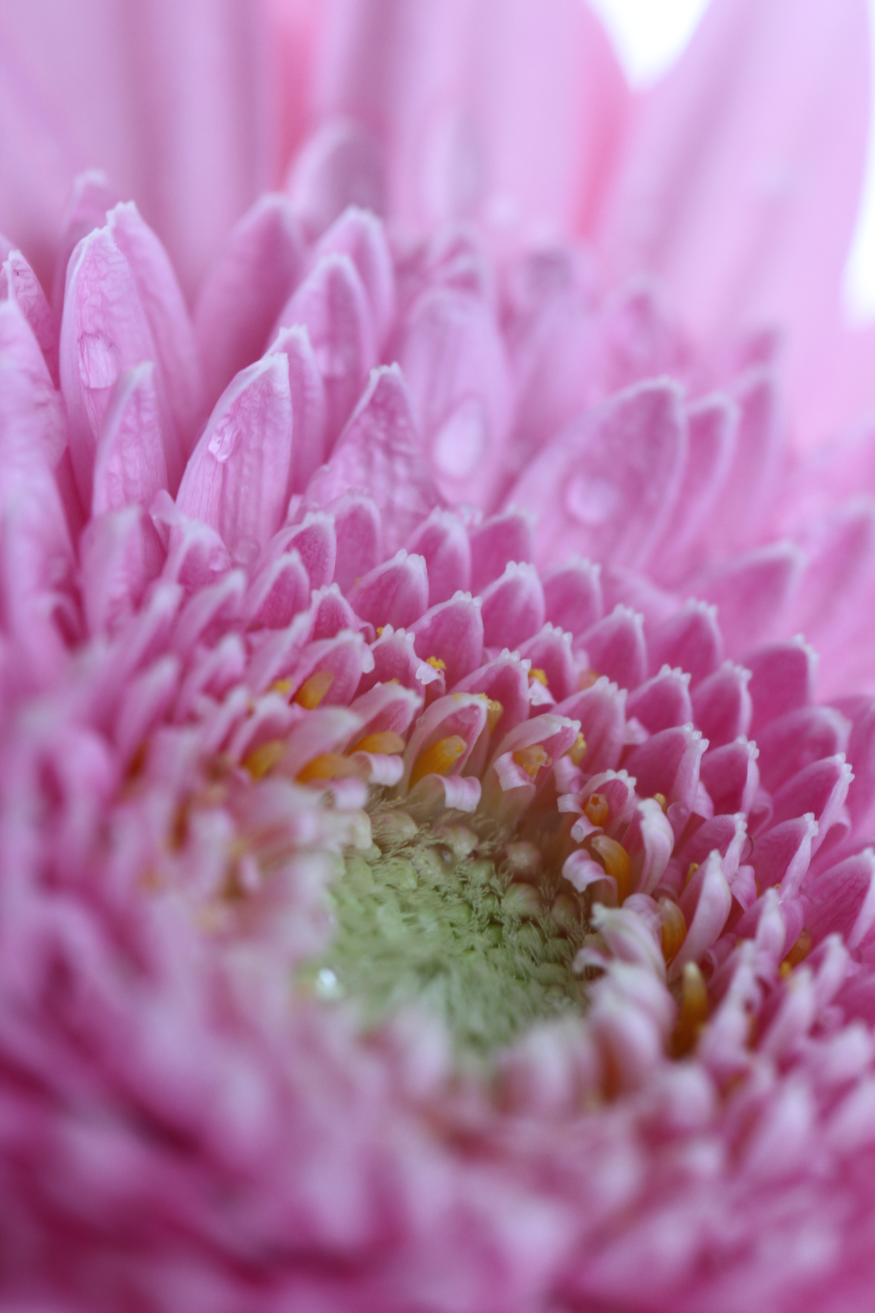 絞りF5.6で撮影。F2.8と比べると手前の花びらの形はよりくっきりとし、全体に花としてのイメージが強くなりました。