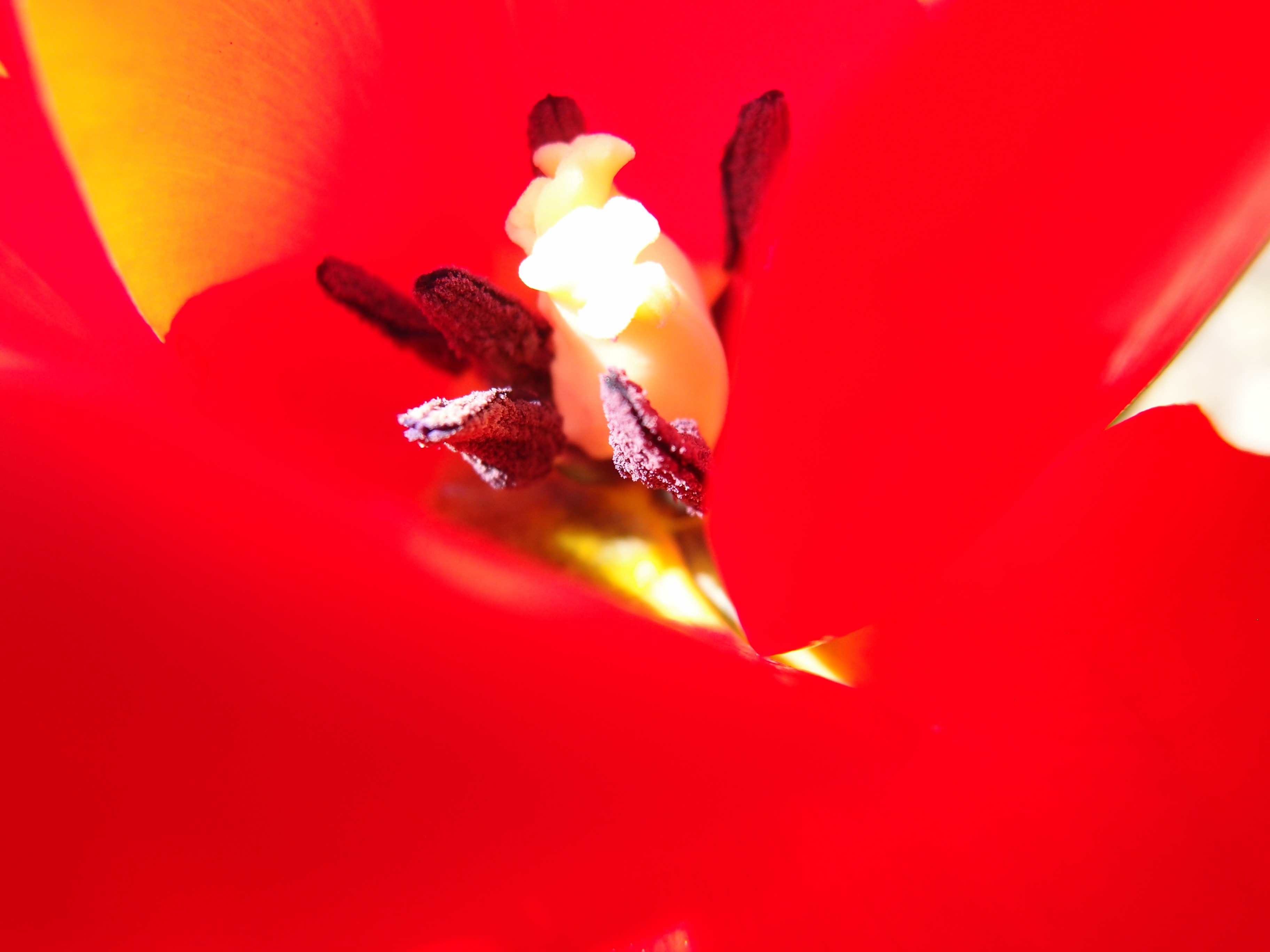 最近、マクロ撮影をいろいろ試しているという葵さん