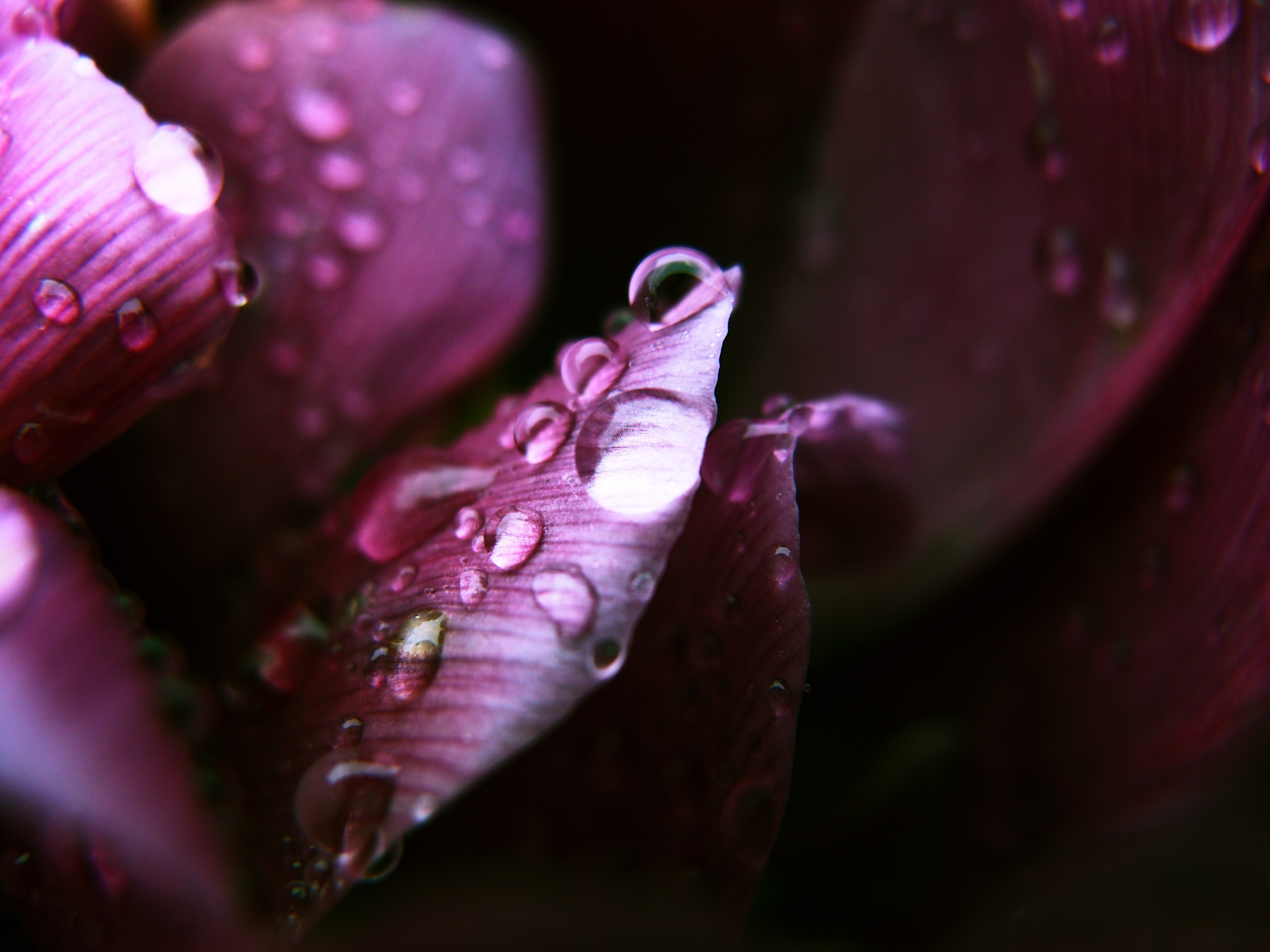 最近、マクロ撮影をいろいろ試しているという葵さん