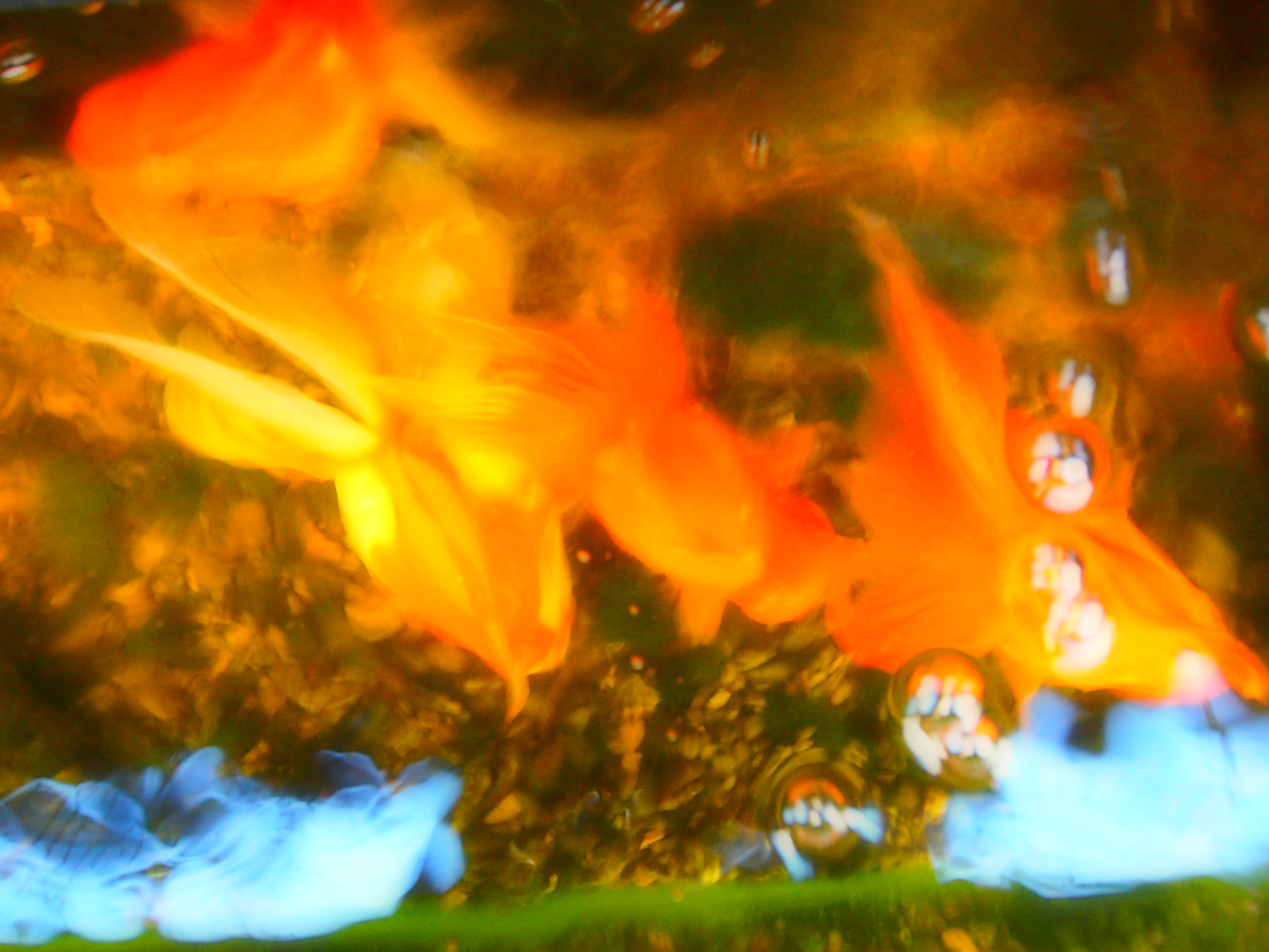 幻想的な金魚の写真