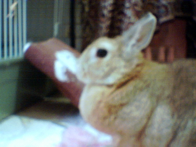 1mほど先のウサギ