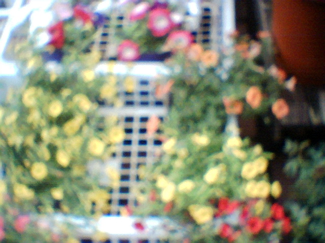 3mほど離れた花もやはりゆるい写り