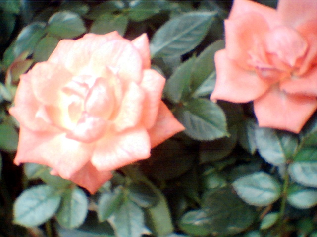 10cmくらい離れた場所にあった“赤い”ミニバラ