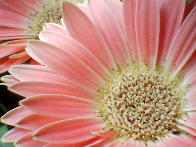 5cmほど近寄って撮ったガーベラは、かなりよく写っている