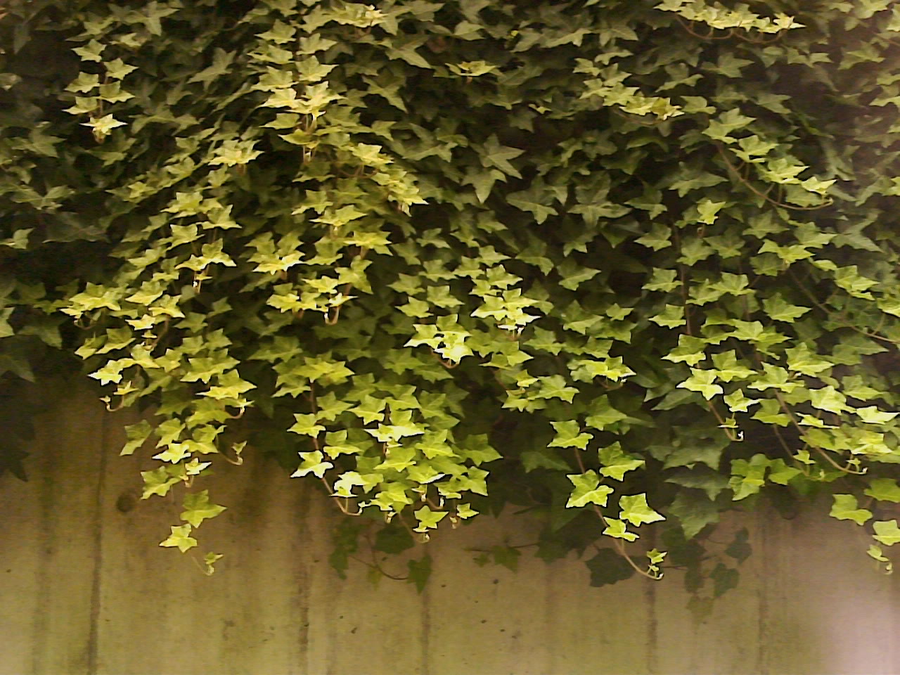 鮮やかなグリーンのはずも、「Bee」にかかるとこの通り