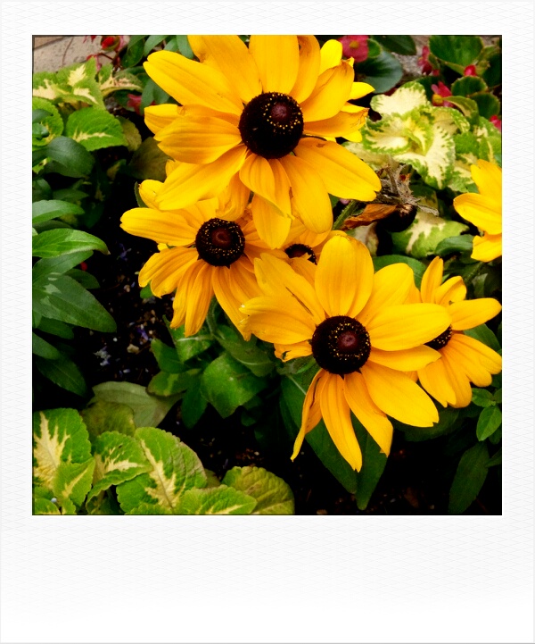 ポラロイド写真風のアプリらしく、「ポラロイド600フィルム」風のフィルター。明るく、発色もいいので被写体を選びません