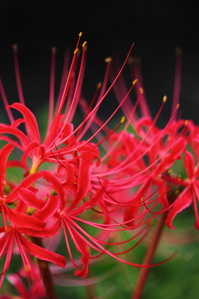 昨年撮影した彼岸花（撮影：岡田真由美）