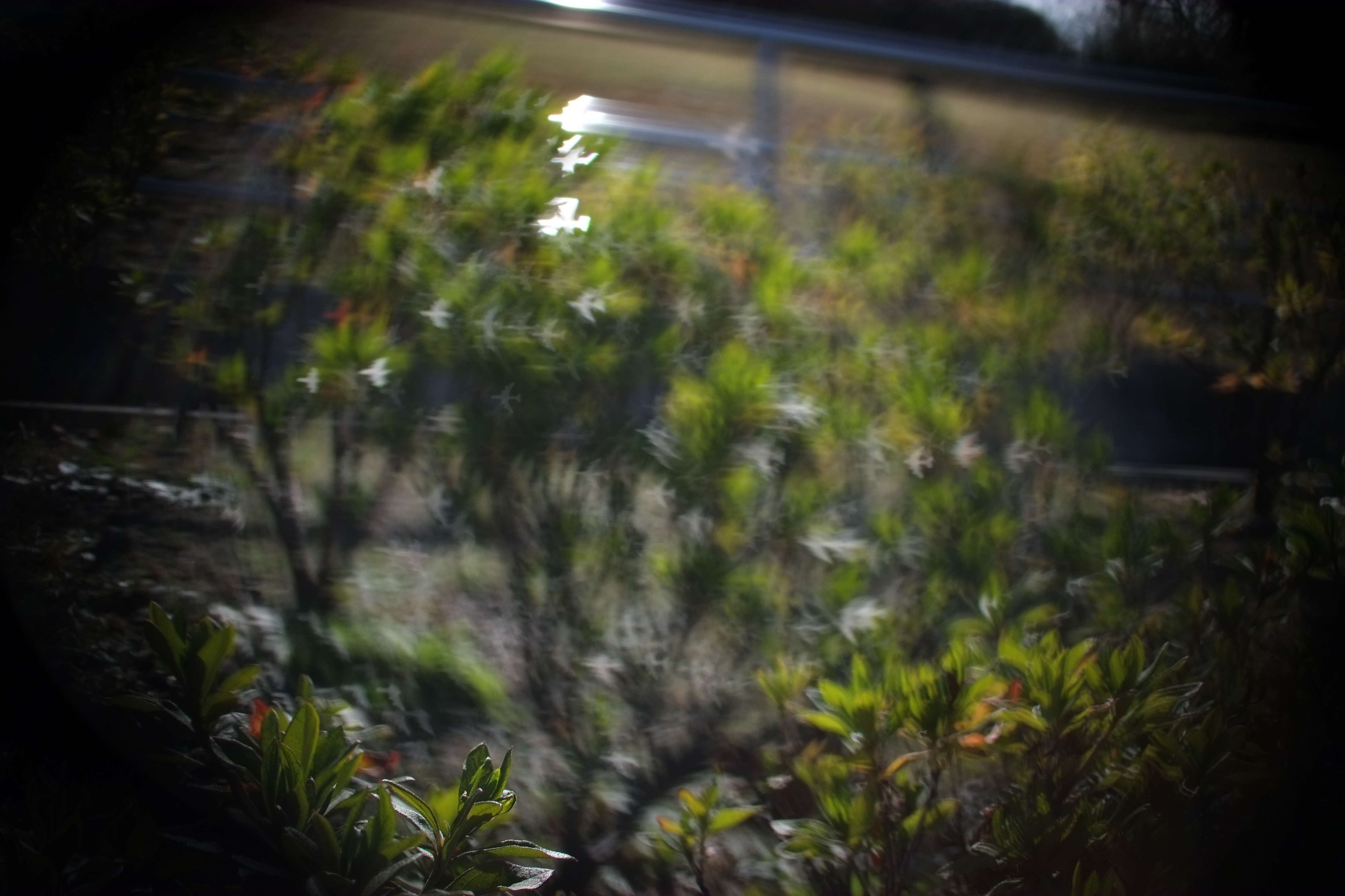 背景の細かな枝葉を利用して、ボケを作ってみた