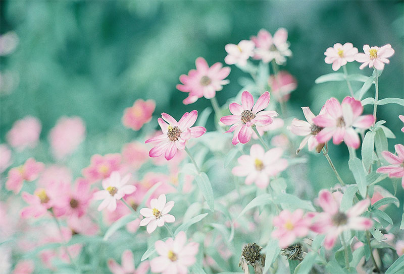 フラワーガーデンで撮ったフィルム写真（撮影：伊藤夏織）