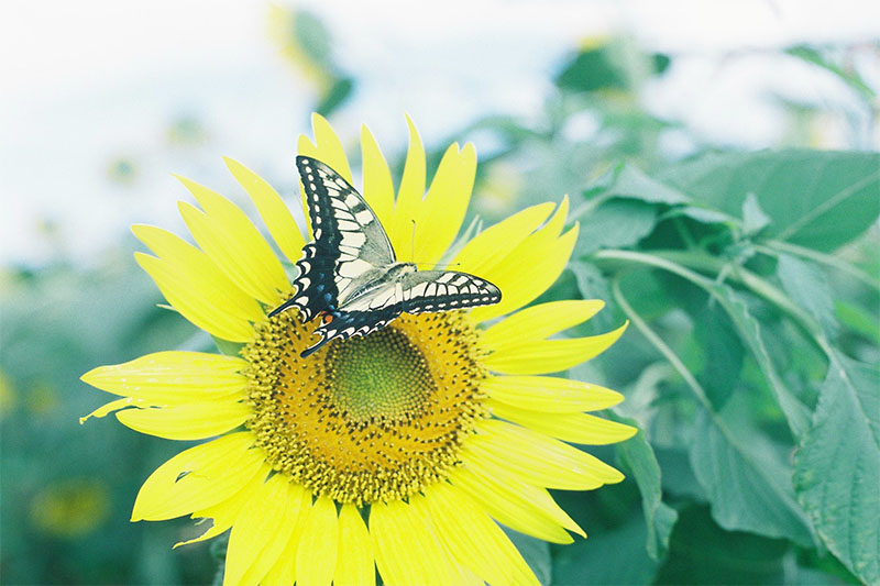 座間のひまわり畑（撮影：伊藤夏織）