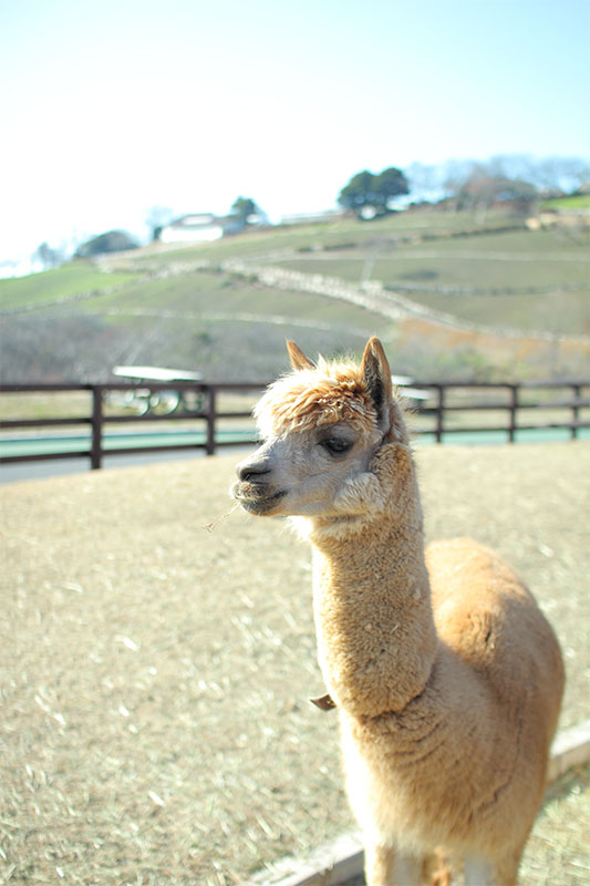 マザー牧場のアルパカ（撮影：伊藤夏織）