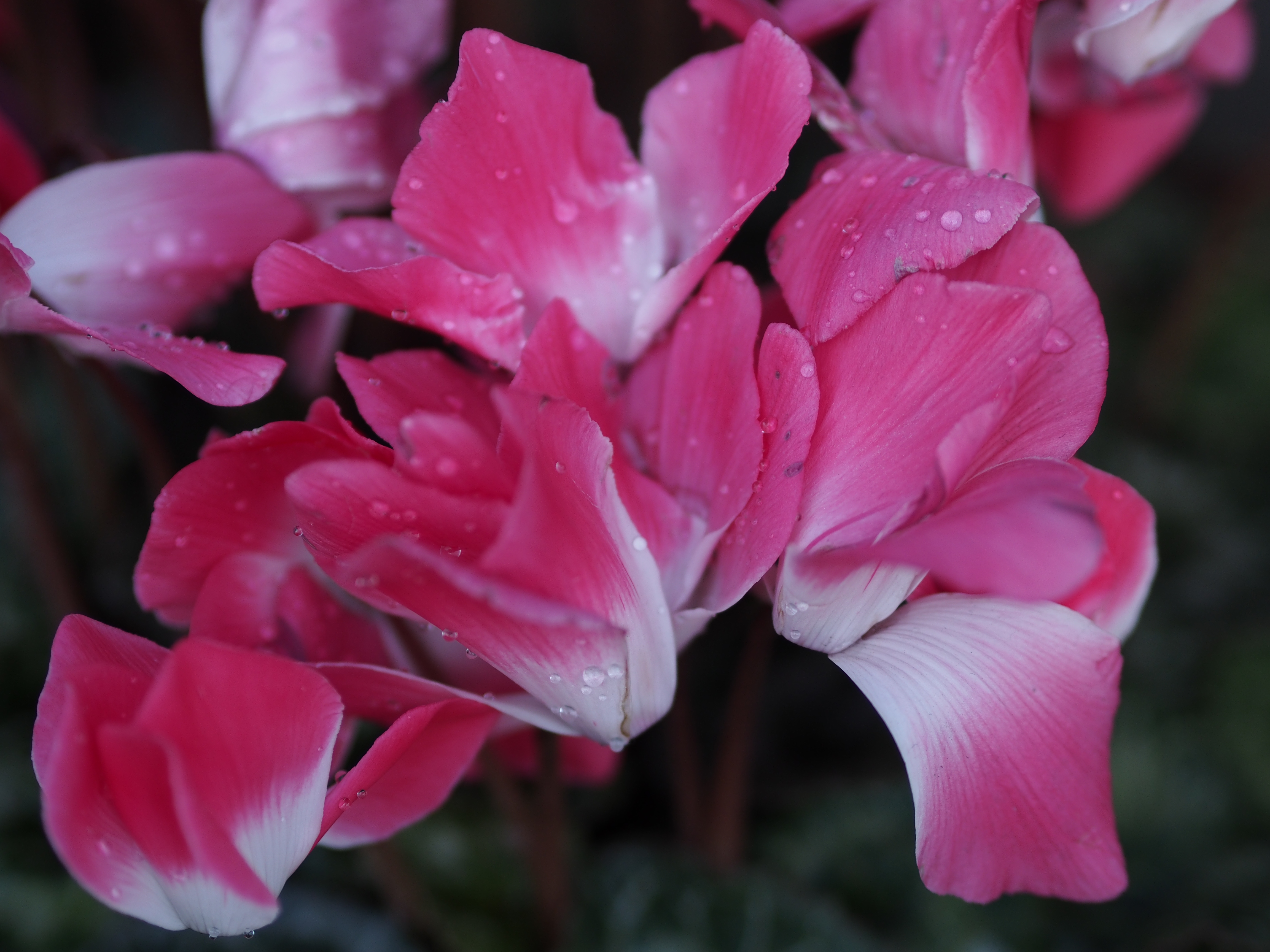 朝露がきれいで撮影したピンク色の花