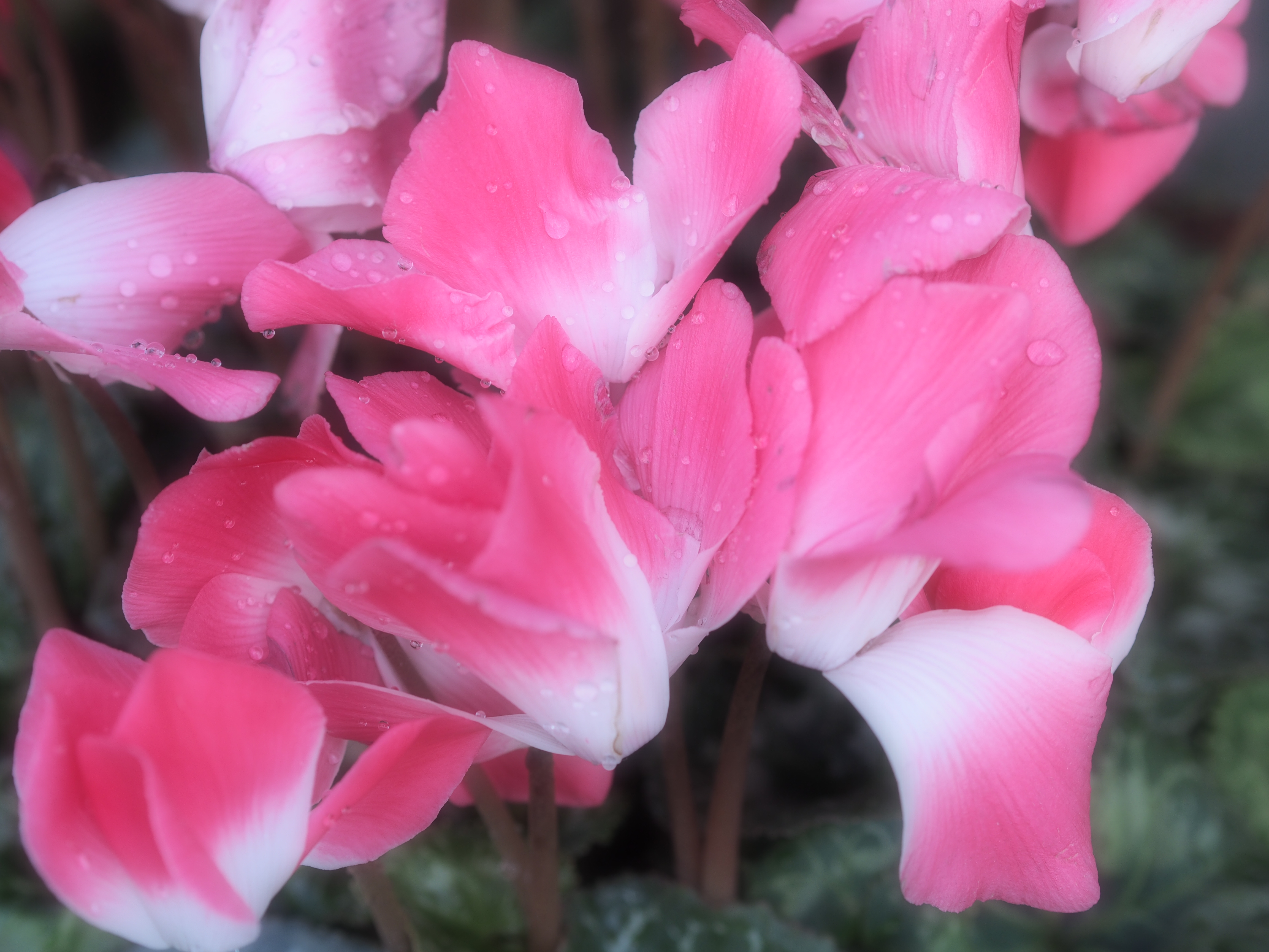 ソフトフォーカス効果で、ふんわりと柔らかで、明るく、優雅に仕上がる