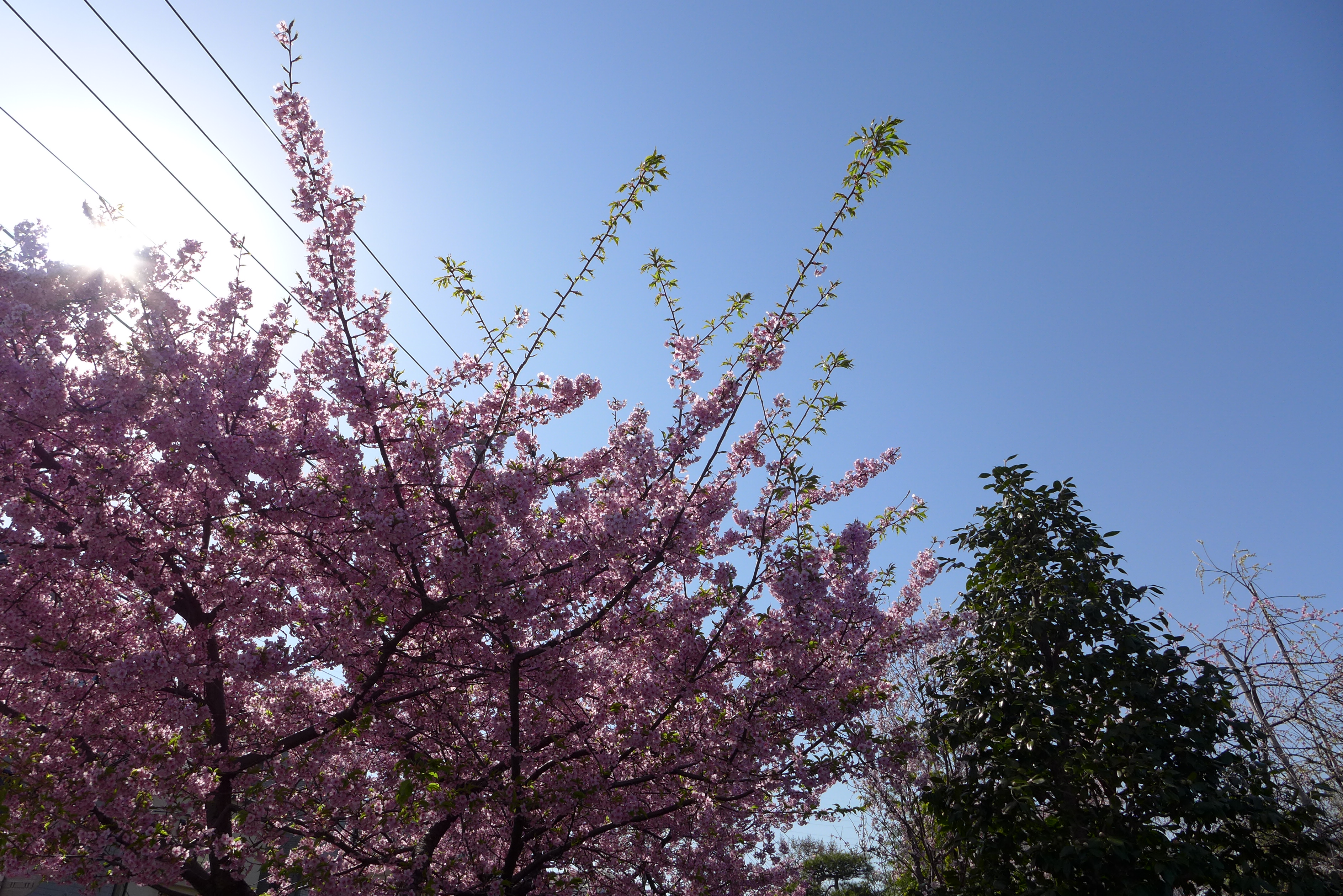 【HDR不使用】早咲きの桜を逆光で、プログラムAEに設定して撮影